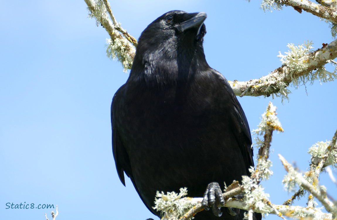 Crow standing on a mossy twig looking away