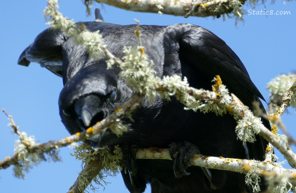 Crow reaching for a twig with her beak