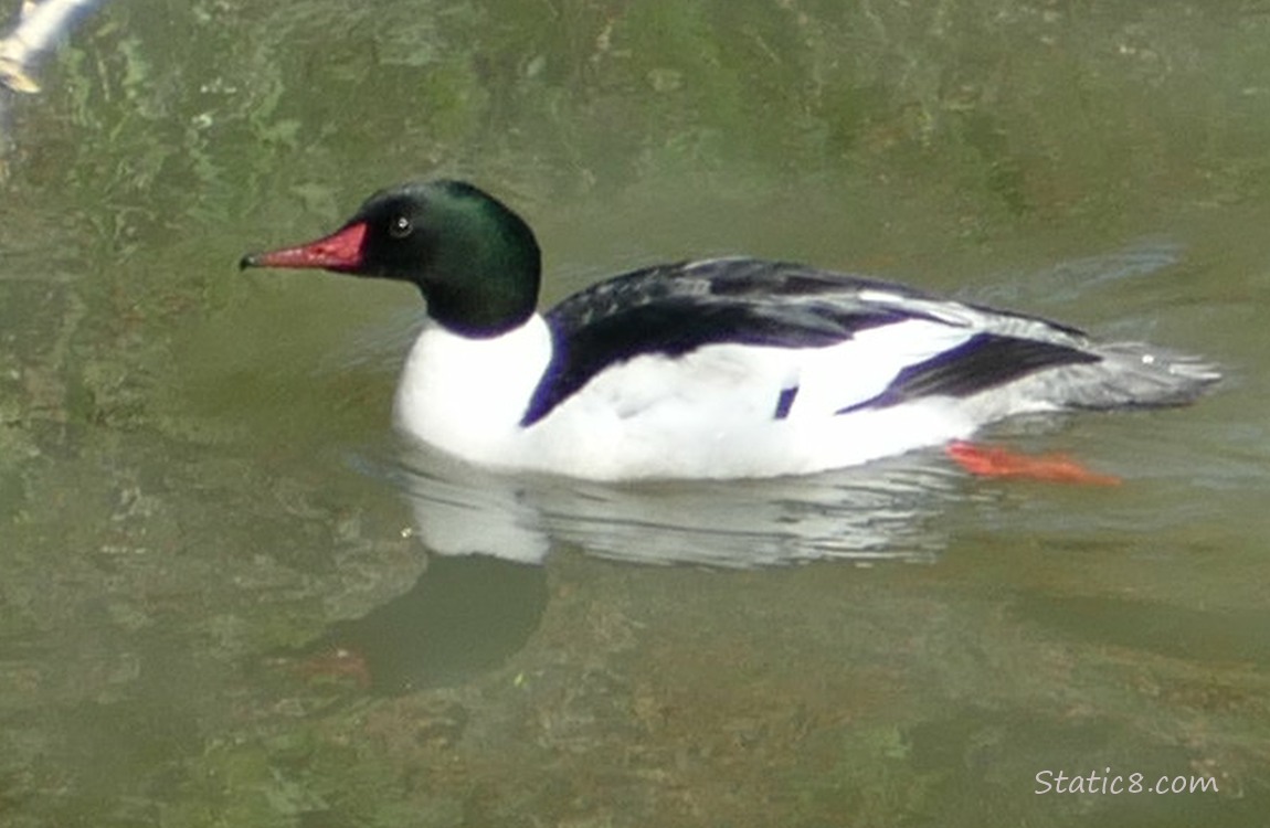 Male Common Merganser paddling on the water