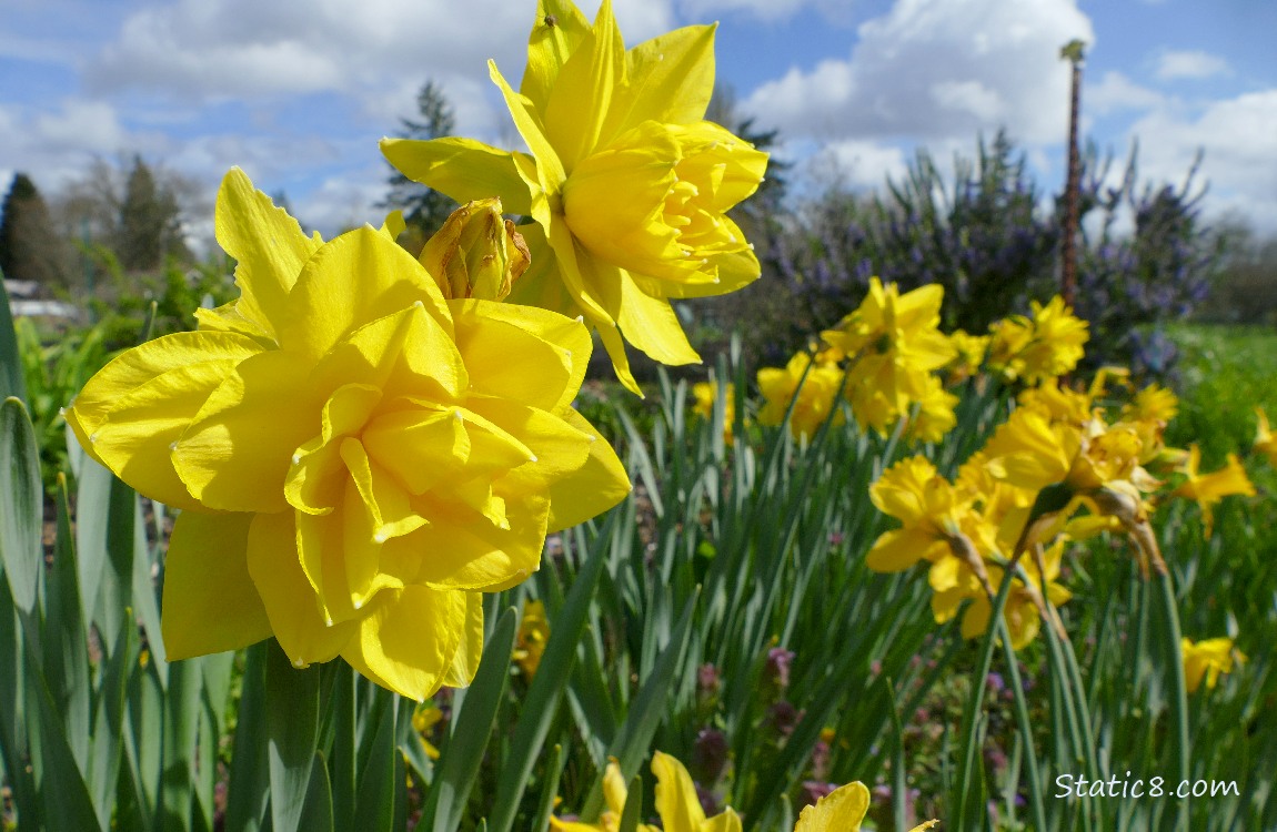 Double petal Daffodil blooms with the sky in the background