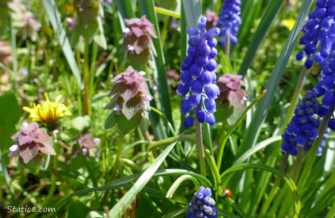 Grape Hyacinth blooms with Dead Nettle and a Dandelion bloom.  Blurry Lady Bug is not in focus.