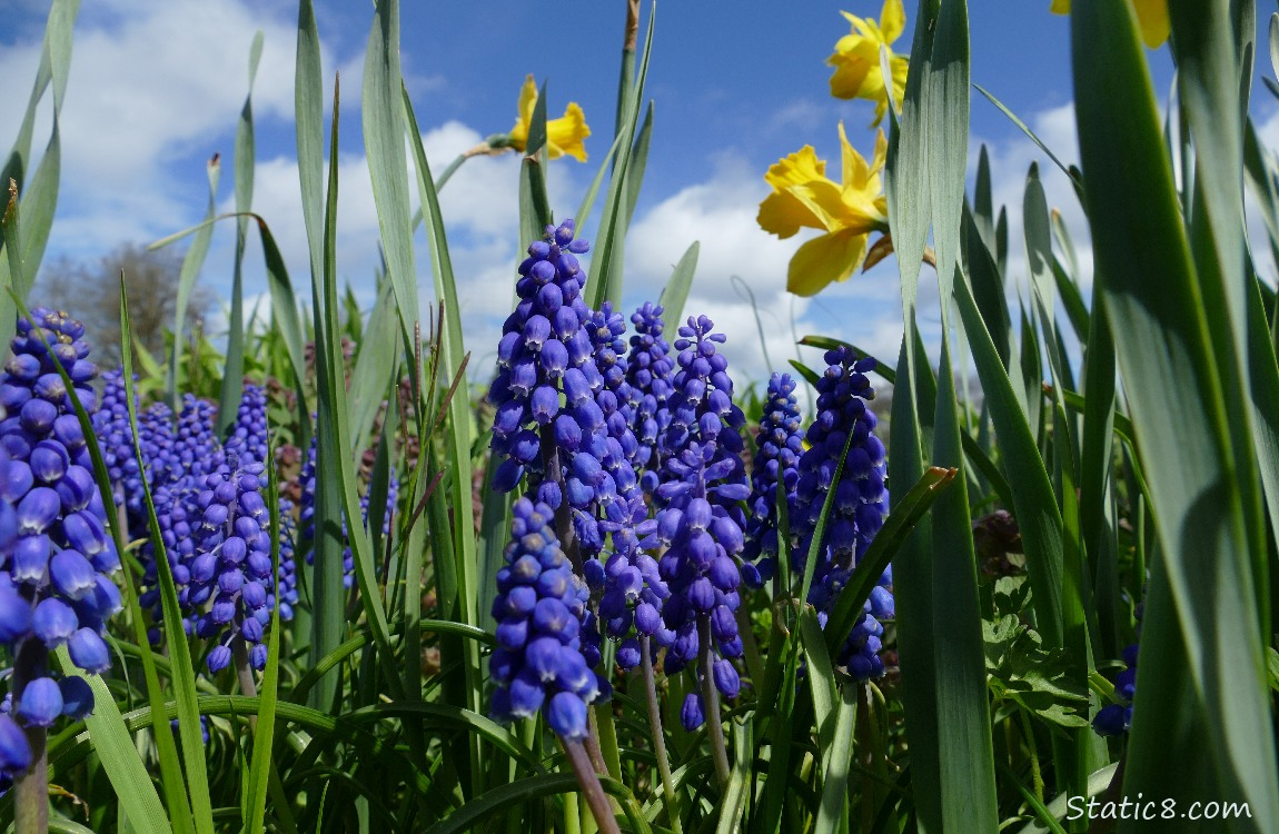 Grape Hyacinth bloom with Dandelion blooms in the background with blue sky and puffy white clouds