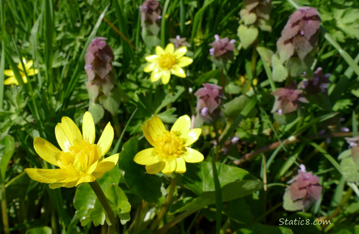 Lesser Celandine blooms with Dead Nettle growing in the grass