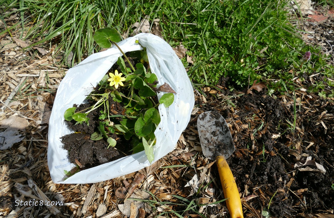 Lesser Celandine in a white trash bag on the ground next to a hand spade and a hole