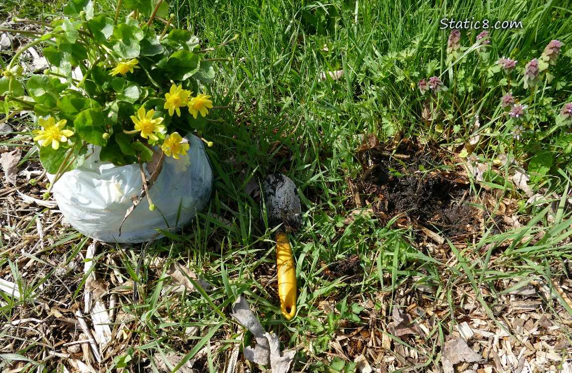 Lesser Celandine plants coming out of the white trash bag, a hand spade next to the hole thats been dug