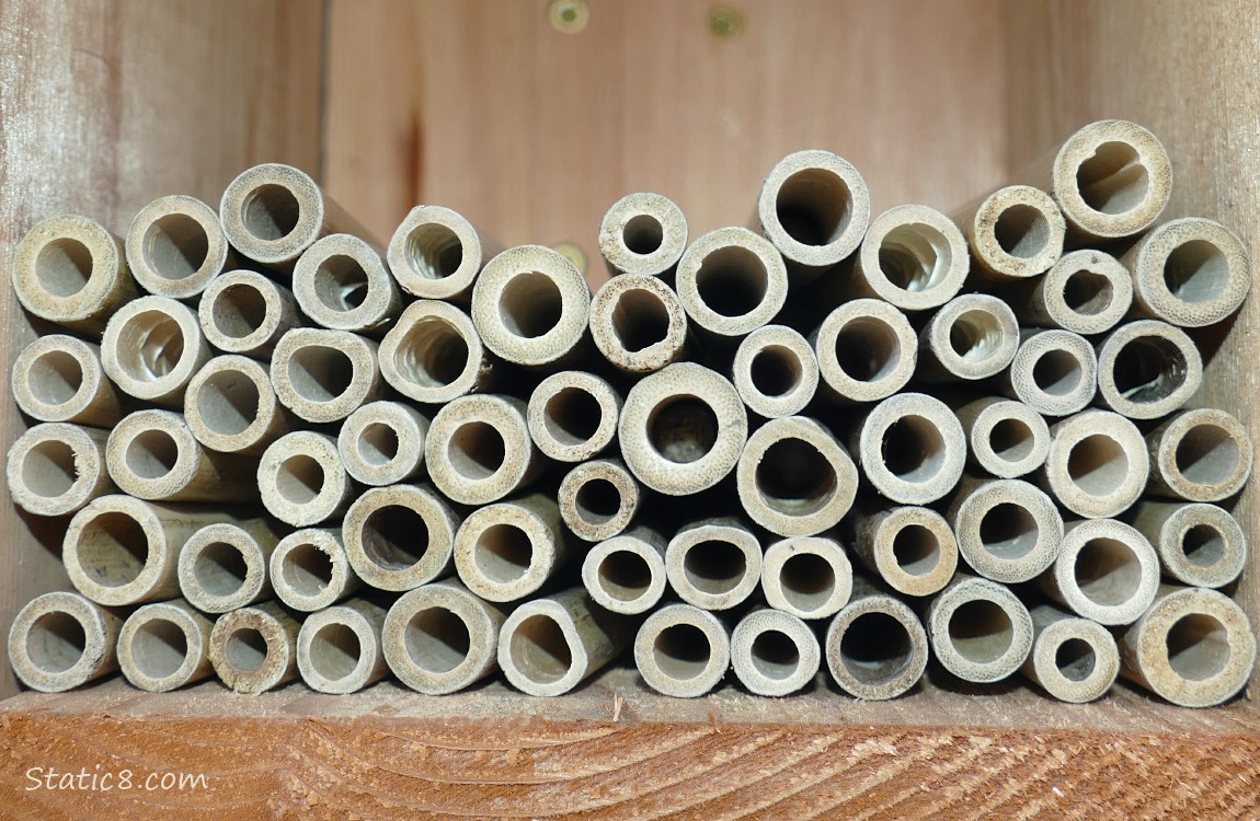 Mason Bee straws in the nesting box