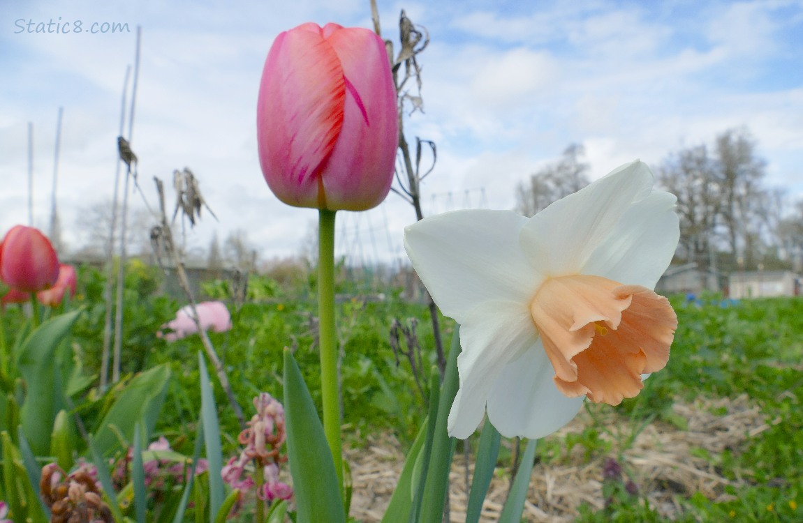 Pink tulip bloom with a white and peach Daffodil bloom