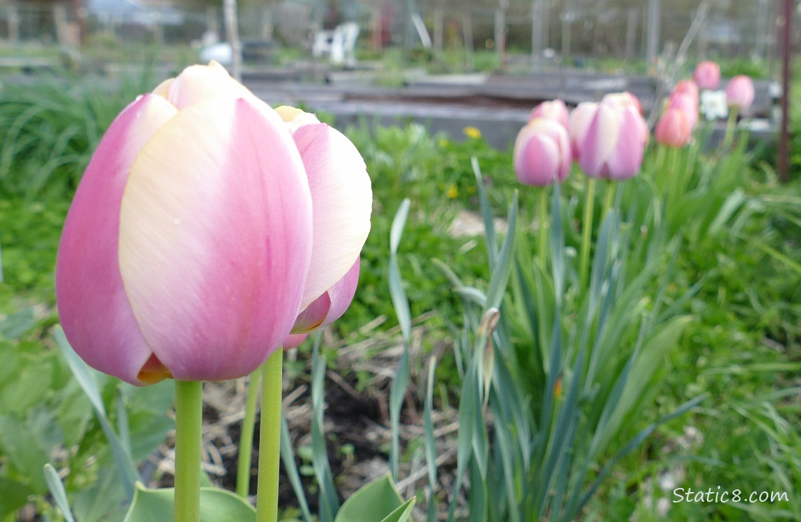 Pink tulip blooms all in a row