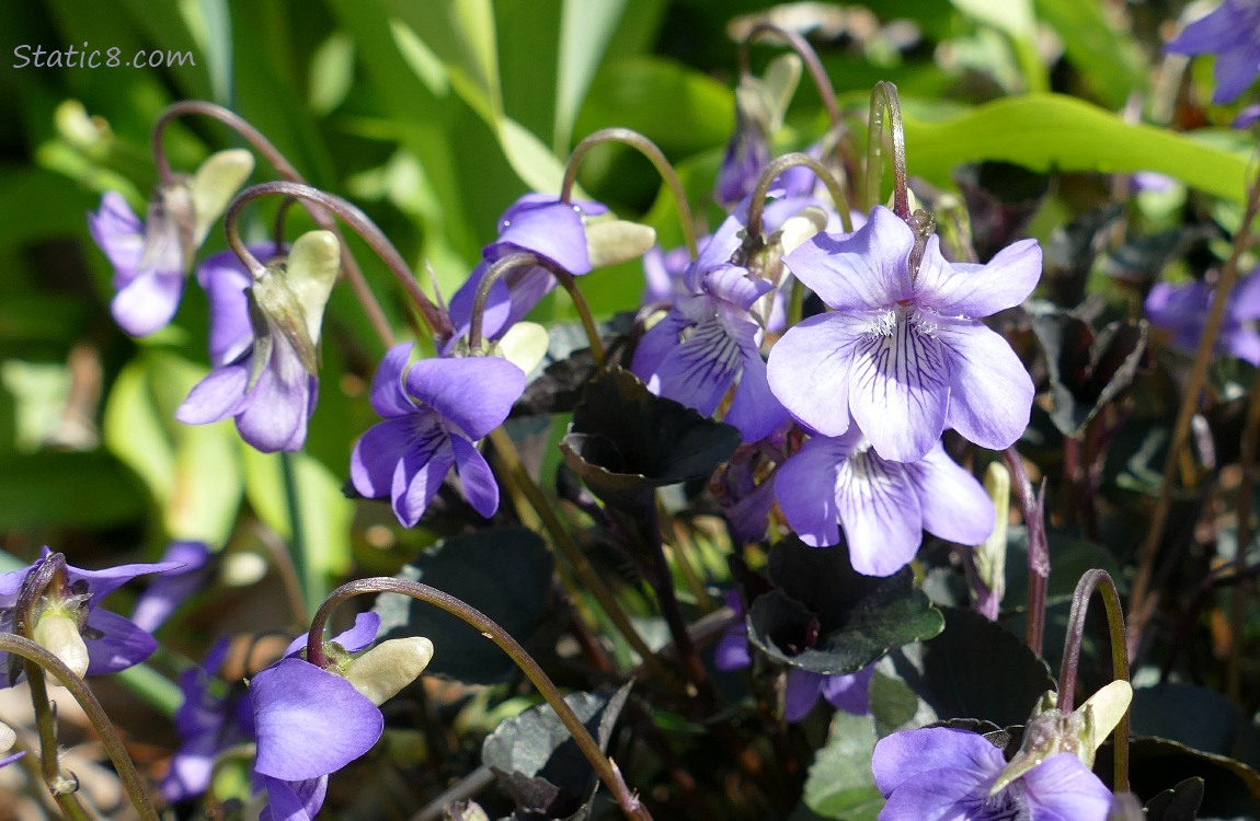 Close up of purple Violet blooms