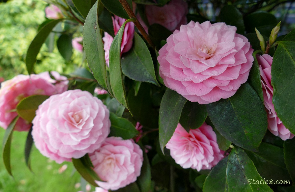 Pink Camellia blooms