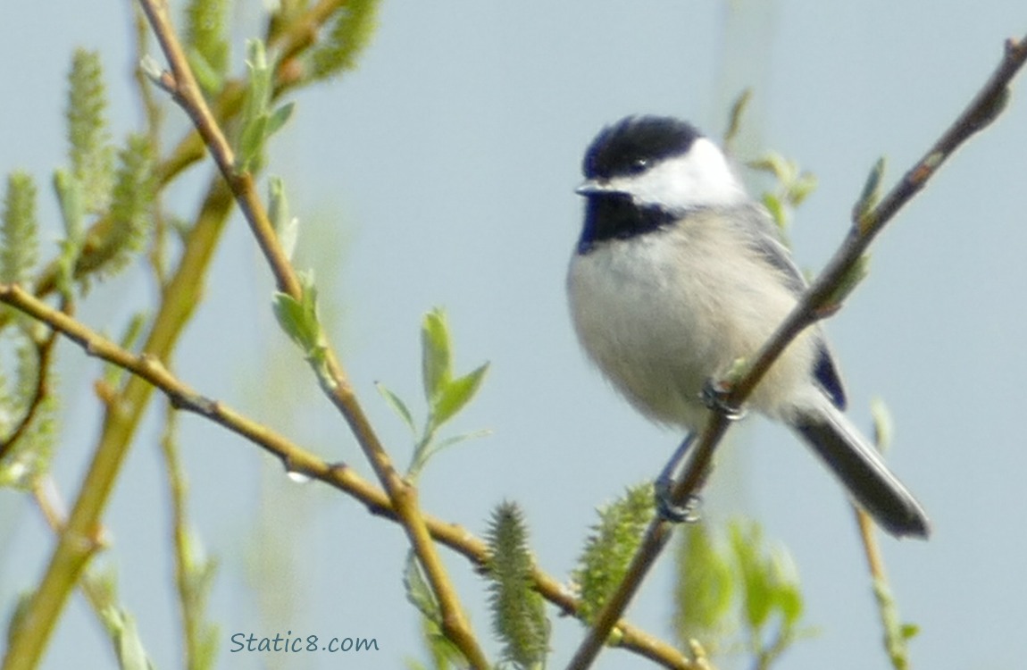 Chickadee perched on a twig which is budding out with new leaves