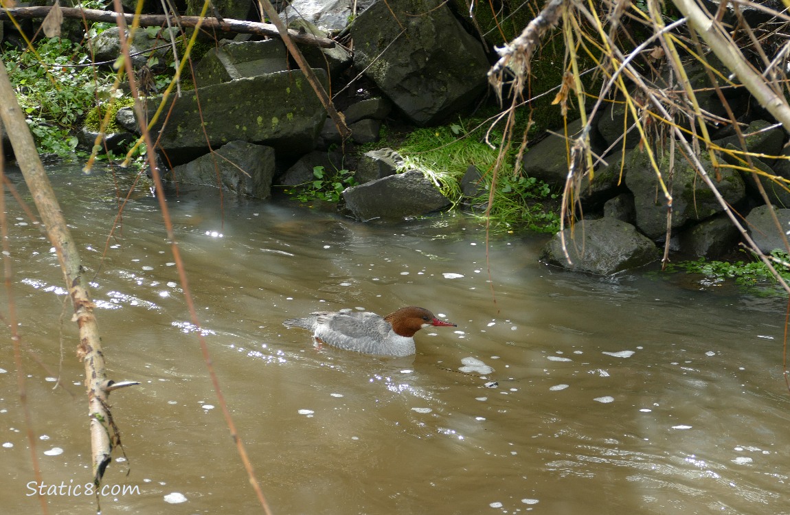 Female Common Merganser paddling in the water near the bank