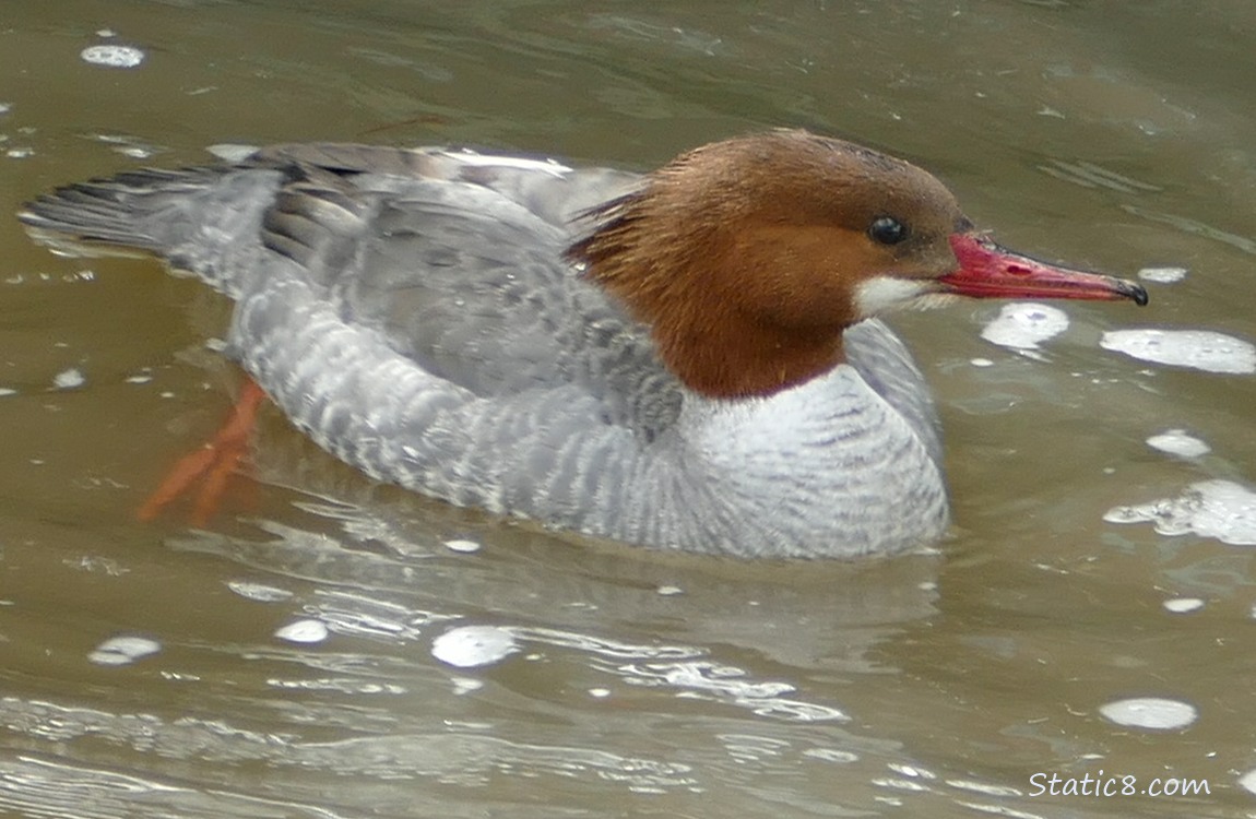 Female Common Merganser paddling on the water