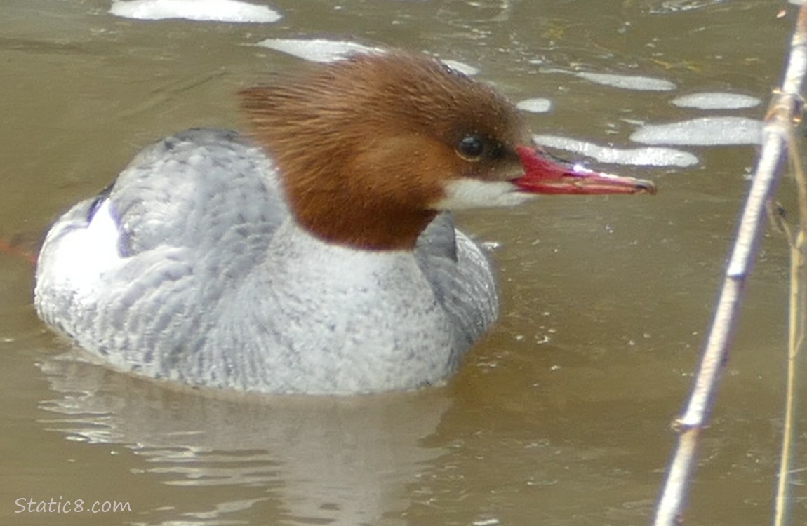 Female Common Merganser paddling on the water
