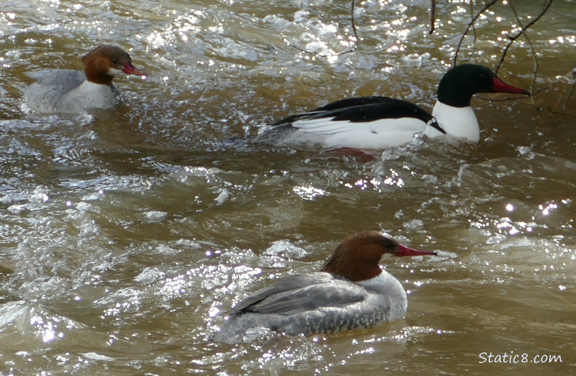 Two female and one male Common Mergansers paddling on rough water
