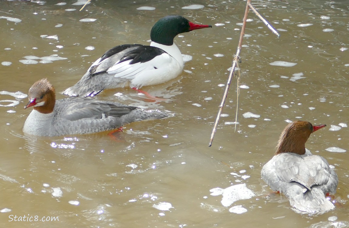 Male and two female Common Mergansers on the water
