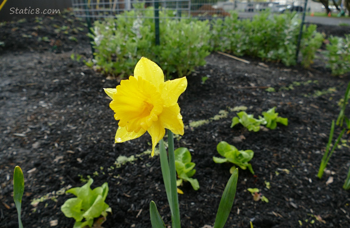 Daffodil bloom in front of small lettuces growing in the dirt