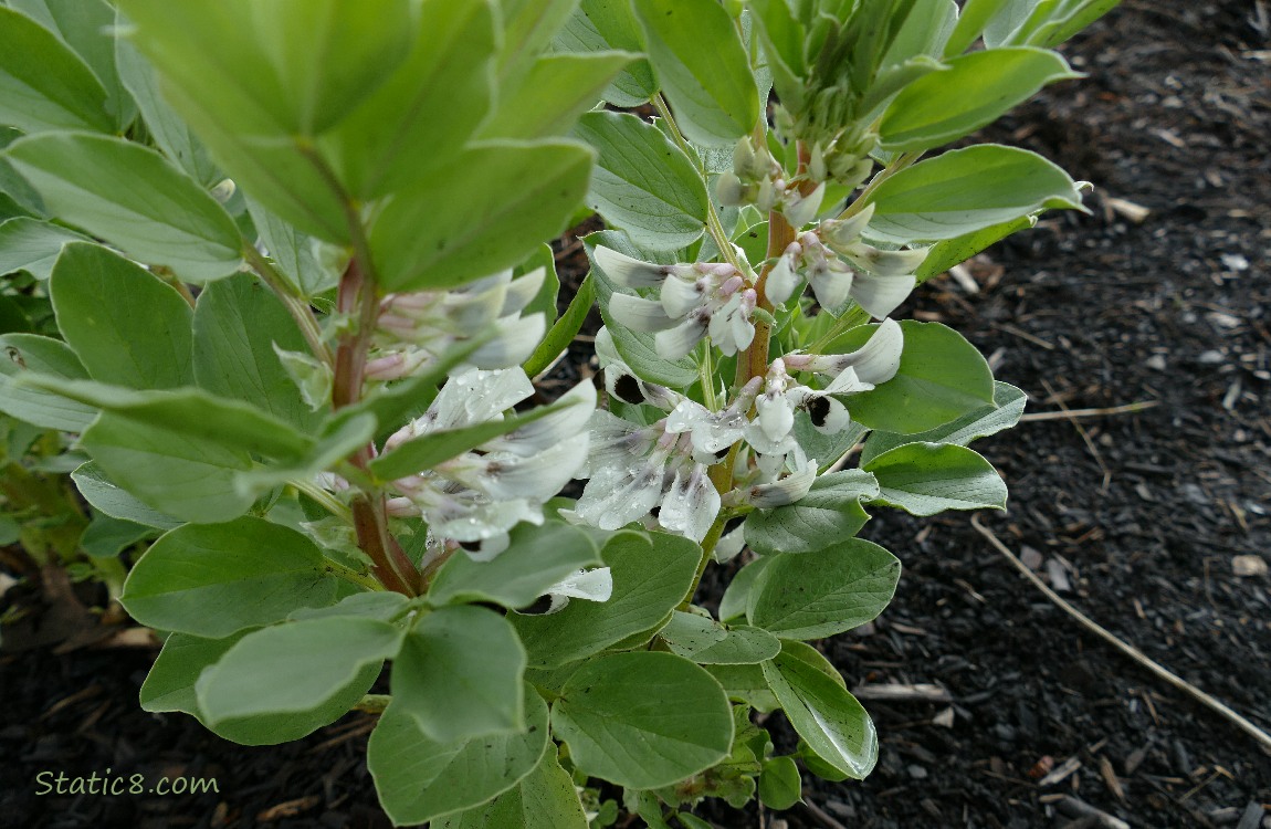 Fava plants blooming