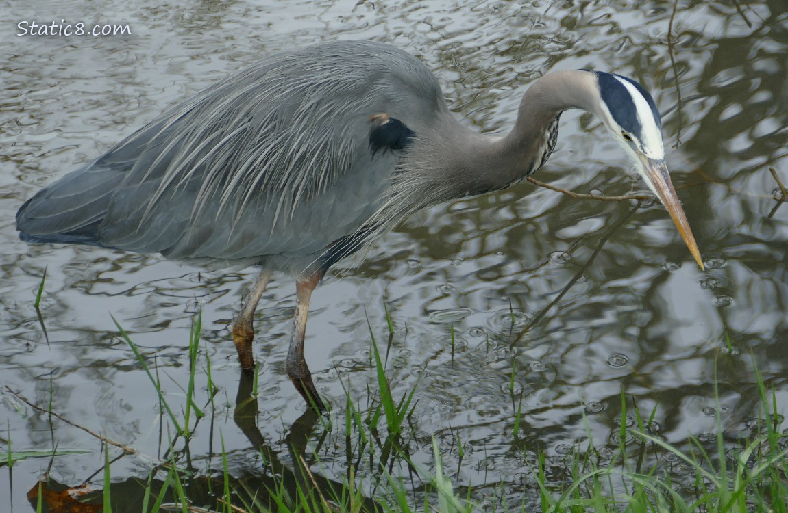 Great Blue Heron hunting in shallow water