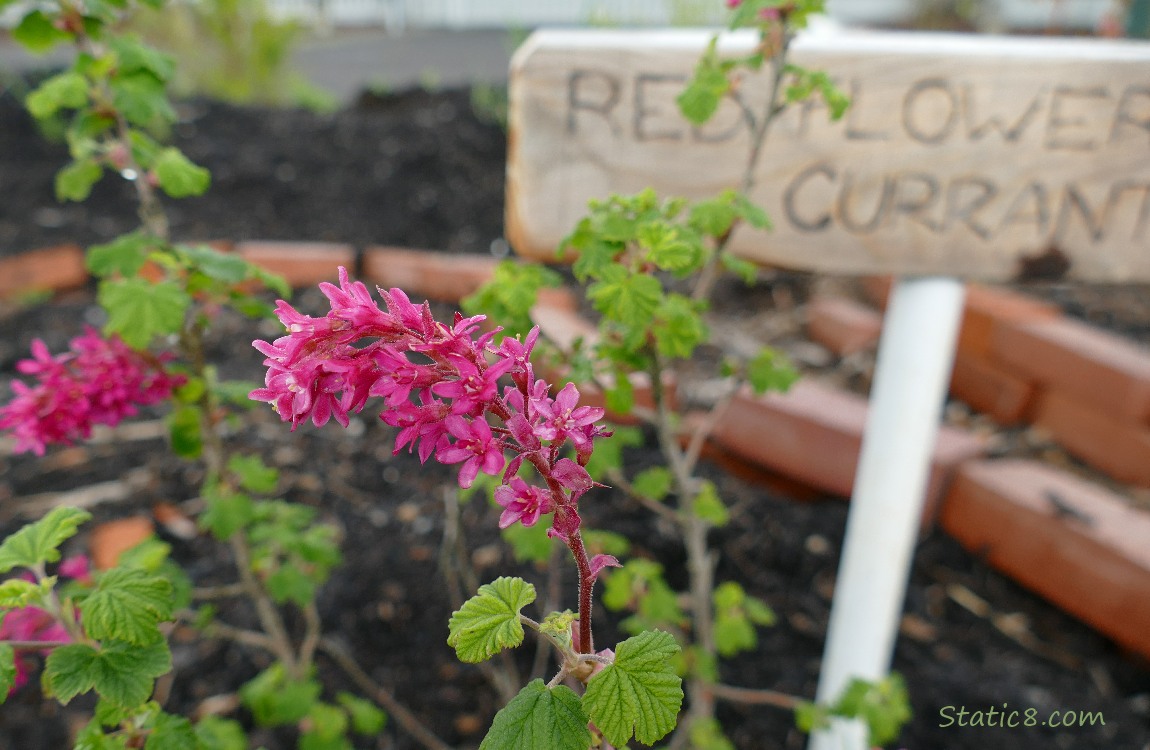 Red Flowering Currant blooms in front of a wood sign