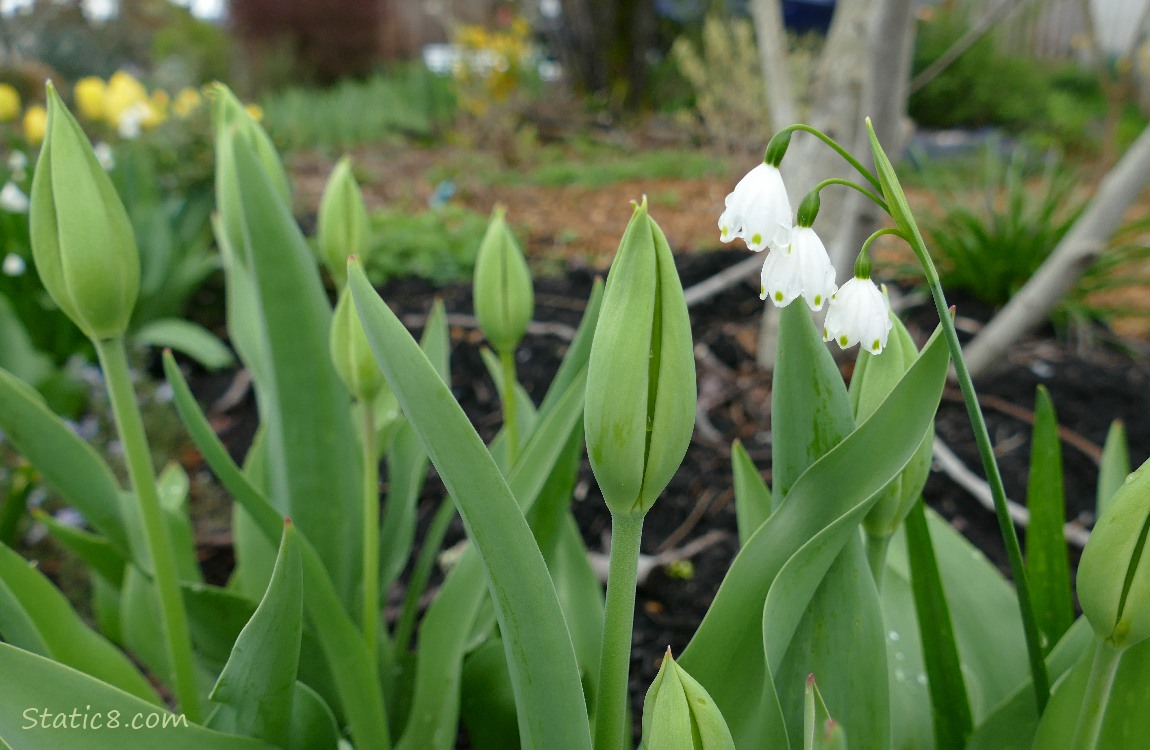 Snowdrop blooms next to unopened tulips