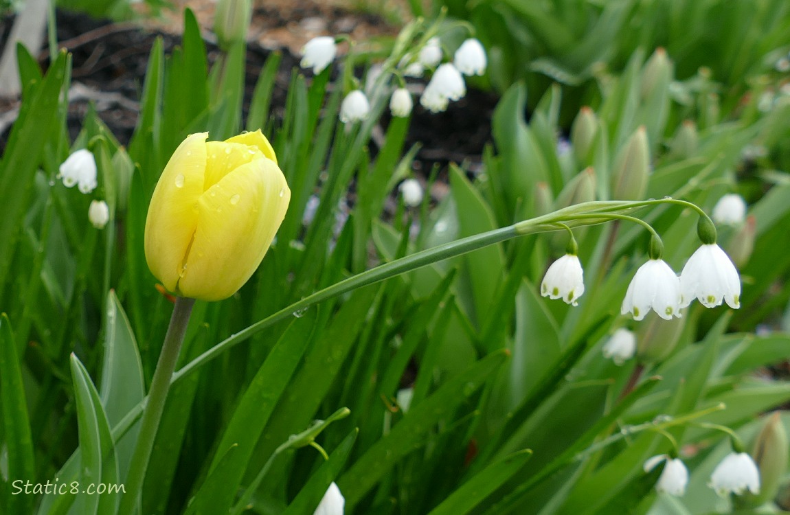 Snowdrop blooms with a yellow tulip bloom