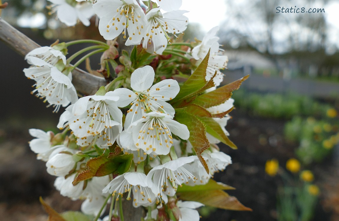 Sweet Cherry blossoms