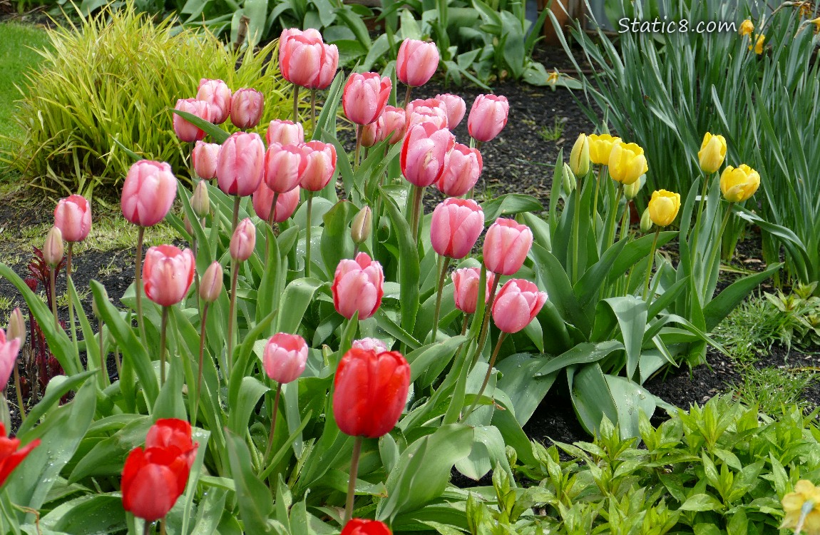 Pink, red and yellow tulip blooms