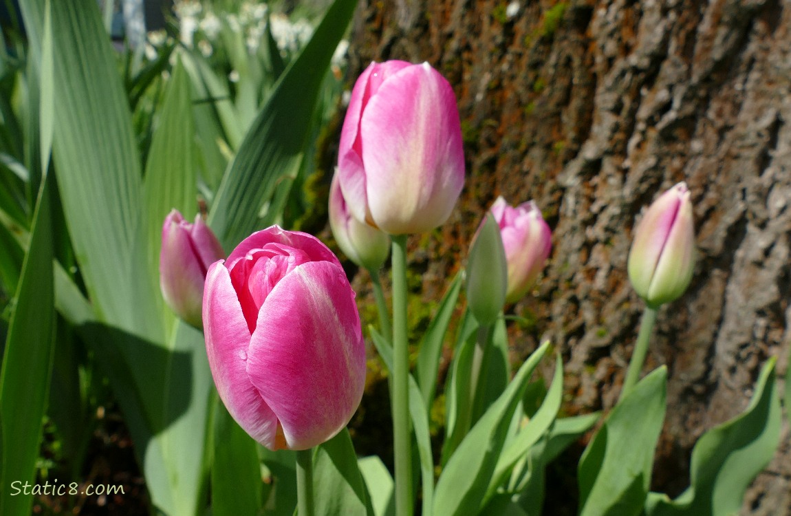 Pink Tulip blooms