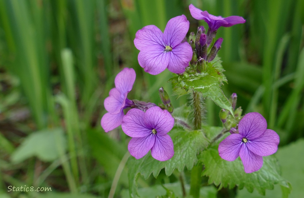 Purple wallflower blooms in front of green leaves