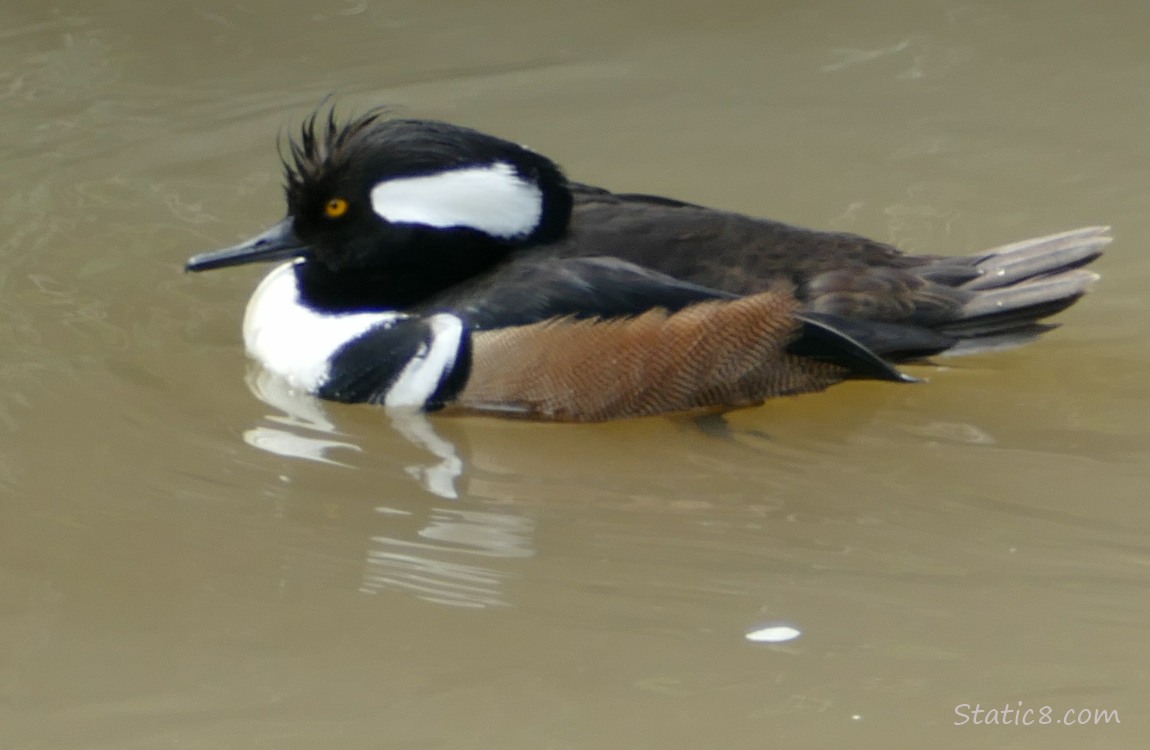 Male Hooded Merganser paddling on the water