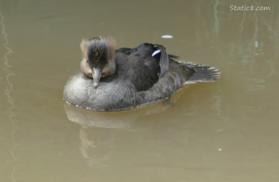 Female Hooded Merganser paddling on the water