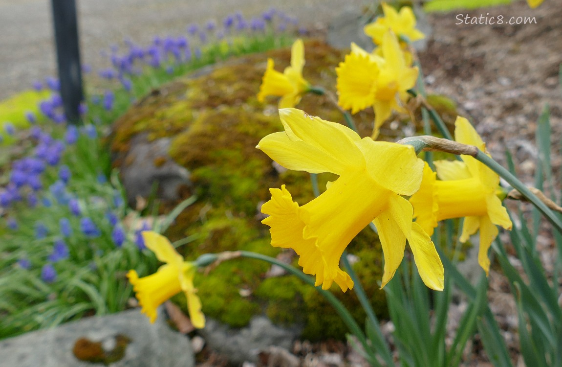 Daffodil blooms in front of blurry Grape Hyacinths