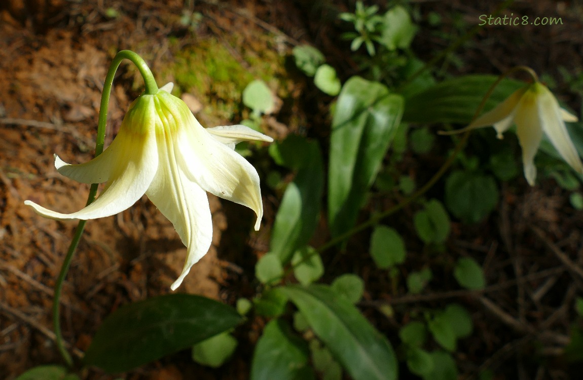 Fawn Lily blooms