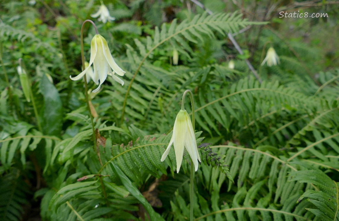 Fawn Lilies blooming around fern leaves