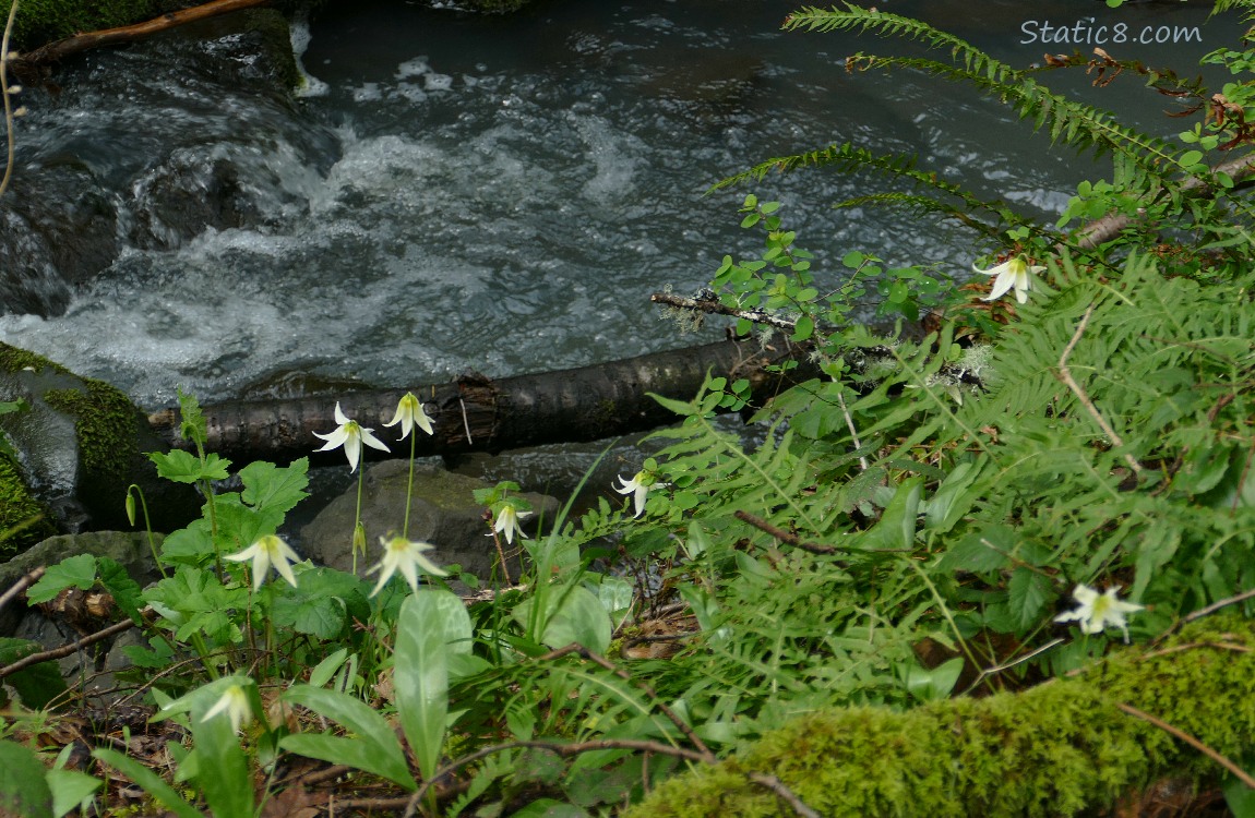 Fawn Lilies blooming in front of rushing water