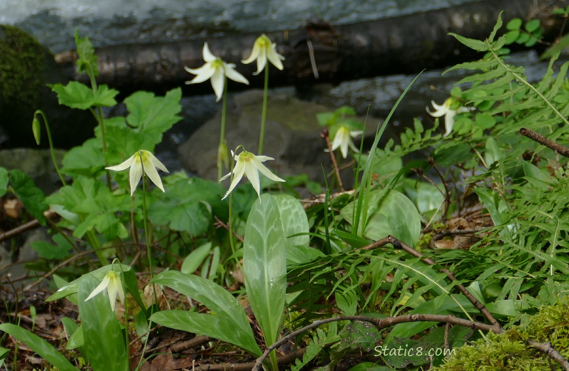 Fawn Lilies blooming