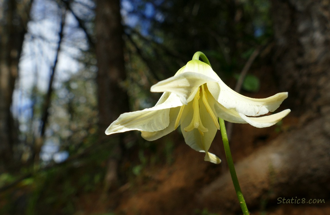 Fawn Lily bloom with the forest in the background