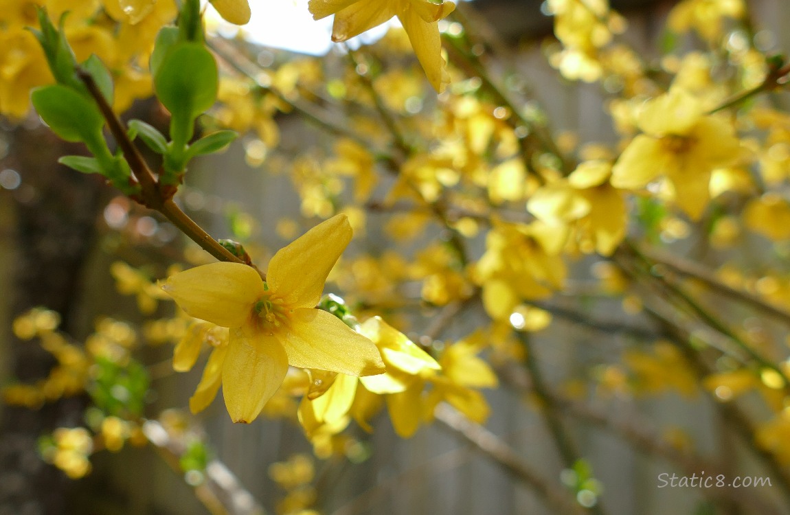 Forsythia blooms catching the sunlight