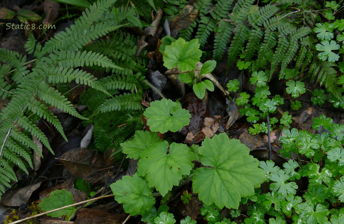 Fringe Cup and Ferns on the forest floor