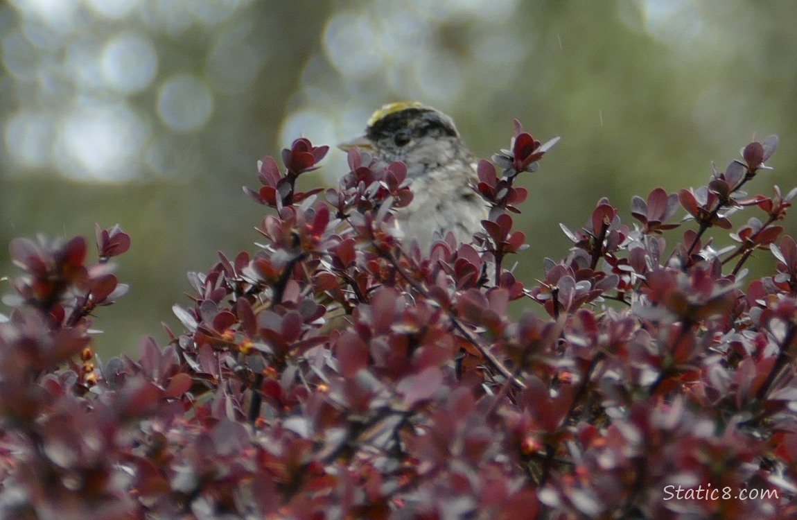 Golden Crown Sparrow mostly hidden behind tiny red leaves of a bush