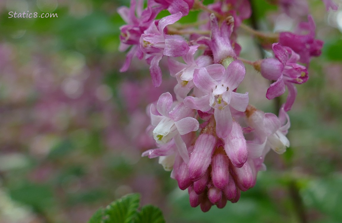 Red Flowering Currant blooms