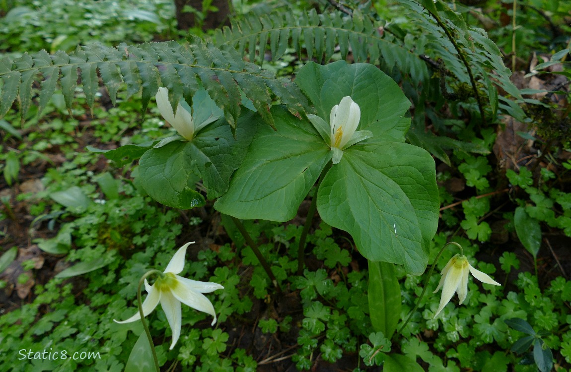 Trillium blooms wit Ferns and Fawn Lily blooms
