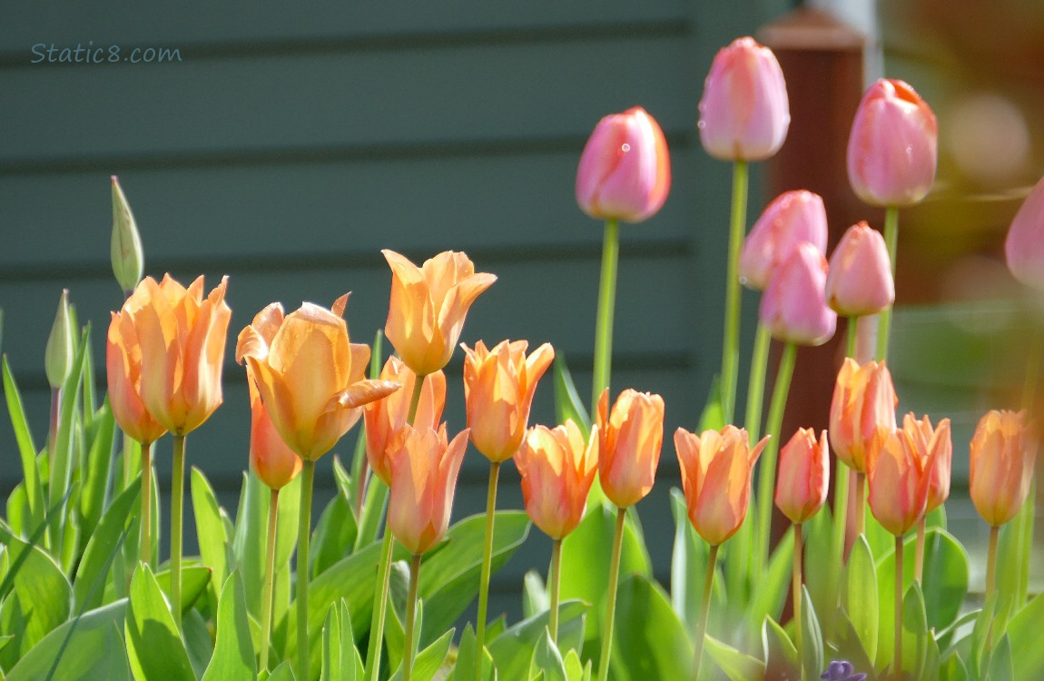 Orange and pink Tulips in front of a shadowed wall