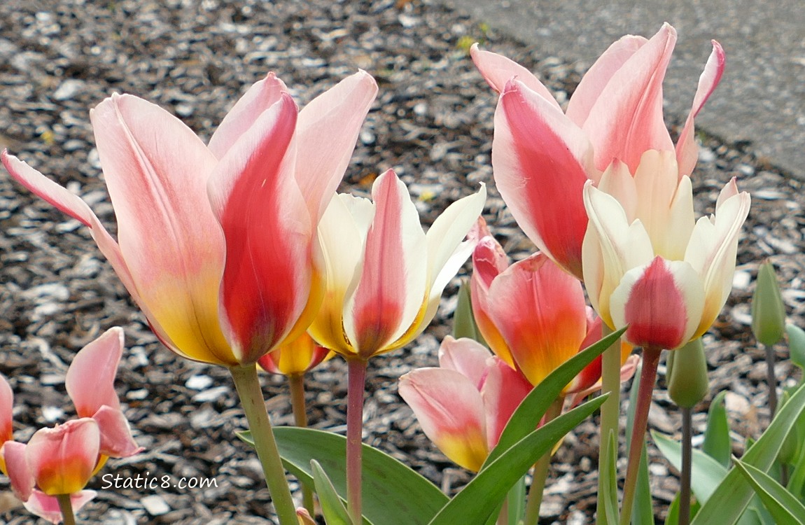 Pink and yellow striped Tulips