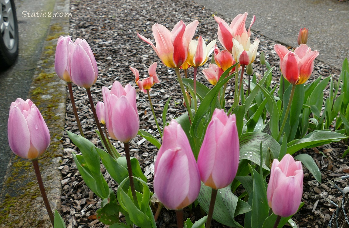 Pink and mixed colour Tulip blooms