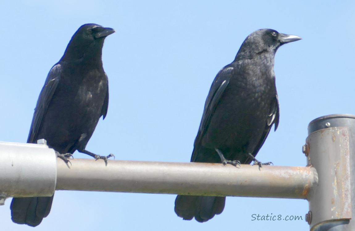 Two American Crows standing on a path light