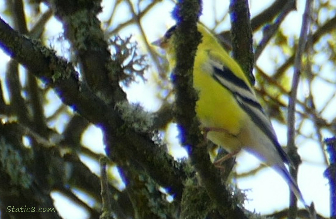 American Goldfinch standing behind twigs in a tree