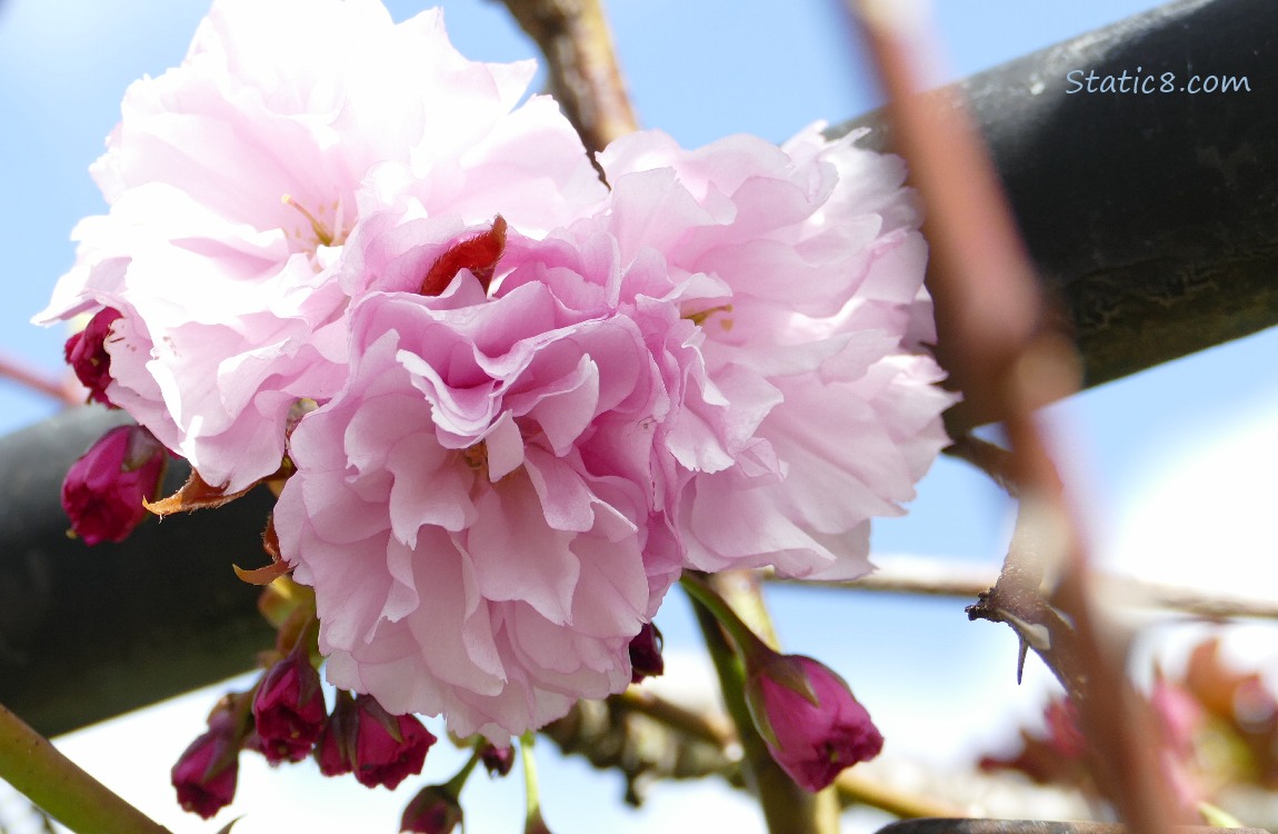 Pink cherry blossoms with a blue sky