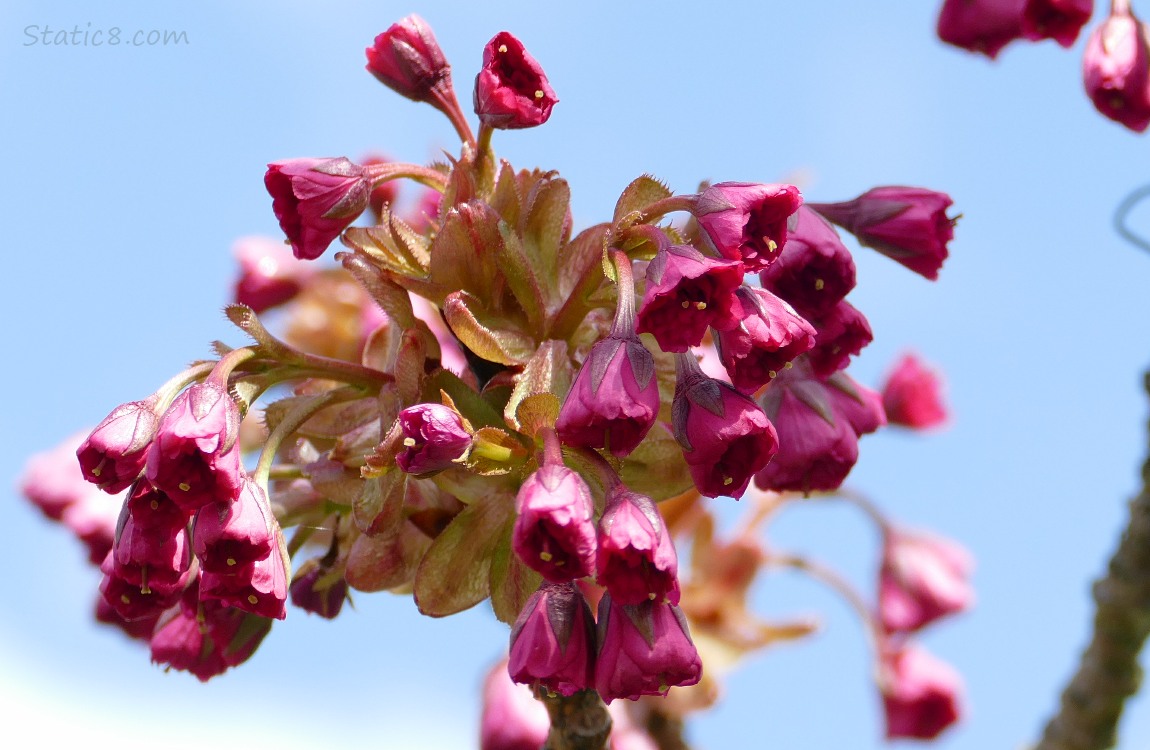 Unopened pink Cherry Blossoms with blue sky